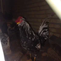 خروس گلین سیاه خال سوزنی|حیوانات مزرعه|فرخ‌شهر, |دیوار