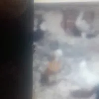 درودخدمت همه عشق بازان این حیوان گم شد بادبود|حیوانات|بجنورد, |دیوار