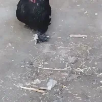 خروس|حیوانات مزرعه|جوکار, |دیوار