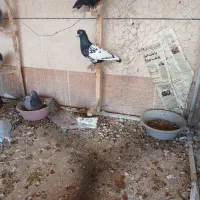 کبوترها فروشی|پرنده|برازجان, |دیوار