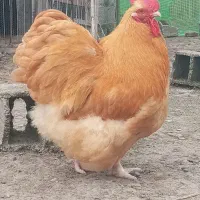 تعداد محدود جوجه اورپینگتون باف