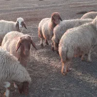 گوسفند سنجابی آبستن مایه کرده|حیوانات مزرعه|کرمانشاه, |دیوار