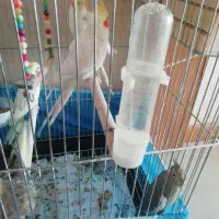 عروس هلندی|پرنده|تهران, سازمان برنامه جنوبی|دیوار