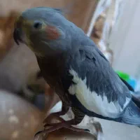 فروش عروس هلندی|پرنده|ایلام, |دیوار