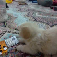 سگ مالتیز|سگ|قم, شهرک فاطمیه|دیوار