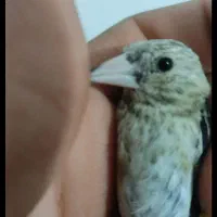سهره دوساله تولک بایه جوجه زیردهن|پرنده|سنندج, |دیوار