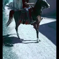 دوتا مادیان و کره عرب اصیل شجره دارتک بندی|اسب و تجهیزات اسب‌سواری|کرج, حسن آباد|دیوار