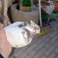 کفتر شازده،سینه دم سیاه