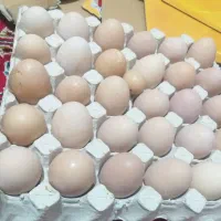 تخممرغمحلی|خوردنی و آشامیدنی|حسین آباد, |دیوار