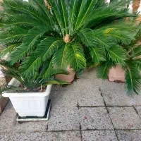 سیکاس|گل و گیاه طبیعی|نوشهر, |دیوار