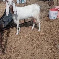 گیسه دورگ پاکستانی
