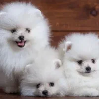 واگذاری تیکاپ واگذاری سایز صفر