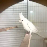 عروس هلندی