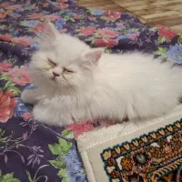 واگذاری گربه|گربه|اردبیل, |دیوار