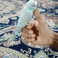 فروش مرغ عشق