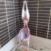 زبح اسلامی و قانونی