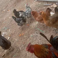 مرغ وخروس گلین لری