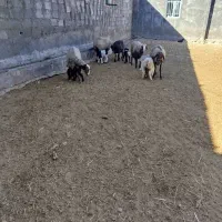 گوسفند بابره|حیوانات مزرعه|سرپل ذهاب, |دیوار