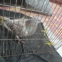 چند شب پیش گرفتمش|حیوانات|بروجرد, |دیوار