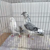 کبوتر پرشی|پرنده|دلیجان, |دیوار