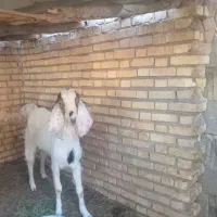 خوزستان شادگان خروسی شمالی