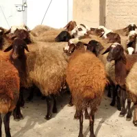 برای فروش|حیوانات مزرعه|گیان, |دیوار