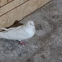 کبوتر|پرنده|شادگان, |دیوار