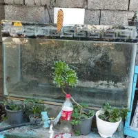 آکواریوم|ماهی|چالوس, |دیوار