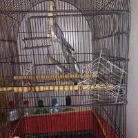 عروس هلندی سینامون ۳عدد