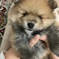 واگذاری پامرانین خرسی|سگ|کرمان, |دیوار