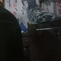 پلاکی جوجه ۲