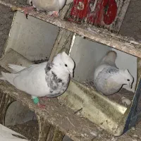 طوقی|پرنده|حمیدیا, |دیوار