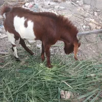 کهره نر|حیوانات مزرعه|چغادک, |دیوار