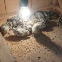 جوجه سبرایت