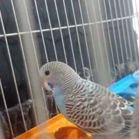 مرغ عشق اسپانگل و فلو رامشیر|پرنده|رامشیر, |دیوار