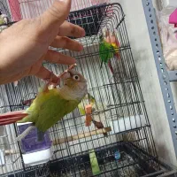 عروس هلندی قناری و..|پرنده|خرم‌آباد, |دیوار