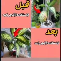 تنها قرص کود ارگانیک|گل و گیاه طبیعی|سبزوار, شهرک ابوذر|دیوار