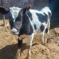 گوساله نر|حیوانات مزرعه|زیرکوه, |دیوار