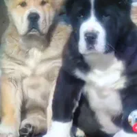 سگ الا بای ترکمنی اصل با مدارک کامل|سگ|تهران, خلیج فارس|دیوار