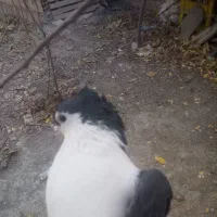 یک جفت ساده کاکلی آس|پرنده|آشخانه, |دیوار