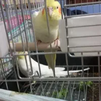 جفت عروس هلندی لوتینو|پرنده|امیدیه, |دیوار