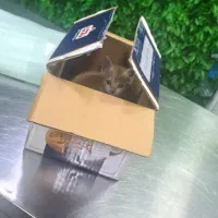 گربه