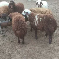 هفت راس بره نر سرحال|حیوانات مزرعه|مشهد, ویلاشهر|دیوار