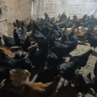 مرغ وخروس سیاه ورنگی|حیوانات مزرعه|مشهد, کوی سیدی|دیوار