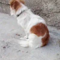 سگ ها|سگ|سورنا, |دیوار