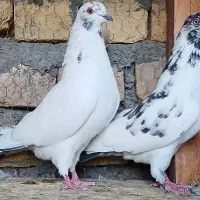 عشقبازان قدیمی|پرنده|کاشان, شهرک صنعتی امیرکبیر ۲|دیوار