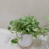 گل های طبیعی|گل و گیاه طبیعی|شیراز, باغ تخت|دیوار