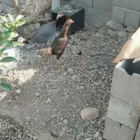 سلاممرغوخروسفروشی|حیوانات مزرعه|توکهور, |دیوار