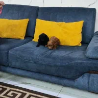 واگذاری توله سگ خانگی پودل فرفری|سگ|تهران, وردآورد|دیوار