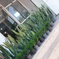 گلفروشی بهشت .ماهشهر|گل و گیاه طبیعی|بندر ماهشهر, |دیوار